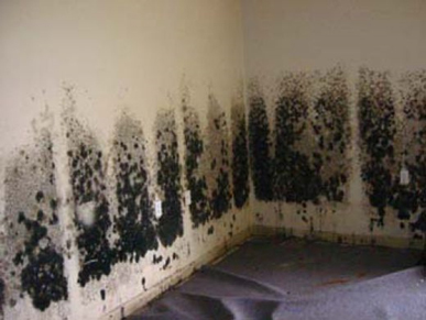 Mold and Mildew Removal Livermore, CA