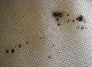 Spot & Stain Removal Livermore, CA