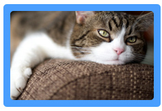 Upholstery Cleaning Livermore, CA